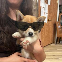 Lava Girl - Red female Pembroke Welsh Corgi puppy in Delton, Michigan from CorGizmo