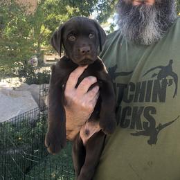 Golden Retriever and Labrador Retriever Puppies from All Around Retrievers