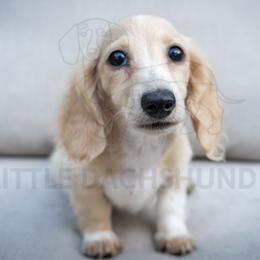 Danish - Piebald female Dachshund puppy in Temecula, California from Naomi Magee's Dachshund Kennel