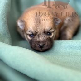 Nigel - Orange sable male Pomeranian puppy in Redlands, California from Torrey Hills Poms