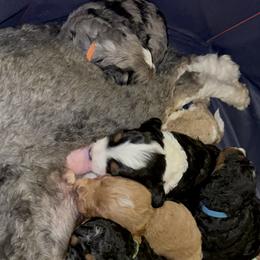 Bernedoodle Puppies from Bernied00dle Love
