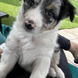 Miniature Australian Shepherd Puppies from B my Sunshines Mini Aussies