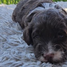 Boy 3 - Portuguese Water Dog puppy from Utah Lake Porties
