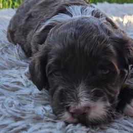 Boy 3 - Portuguese Water Dog puppy from Utah Lake Porties