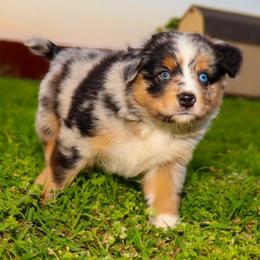 Journey - Blue merle male Miniature Australian Shepherd puppy in Guthrie, Oklahoma from Raised Right Pups