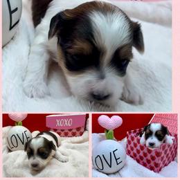 Aspen - Tan and white female Yorkshire Terrier puppy in Tangipahoa County, Louisiana from Riche’ Louisiana Yorkies