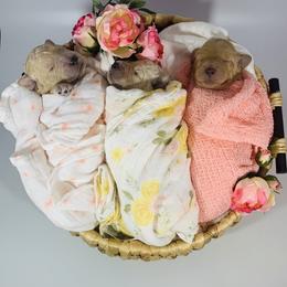 Bernedoodle and Goldendoodle Puppies from Cottrell’s Poodles & Doodles