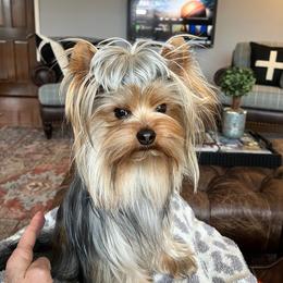 Yorkshire Terrier Puppies from Hetzel’s Enchanted Yorkies (Michigan)