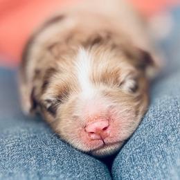 Aussiedoodle puppies from Young Gun Aussies