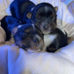 Biewer Terrier Puppies from Ocean Bright Biewer Terriers