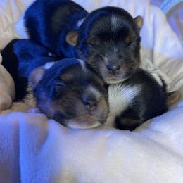 Biewer Terrier Puppies from Ocean Bright Biewer Terriers