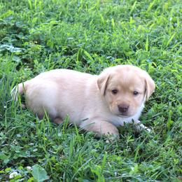 Doodle - Yellow female Labrador Retriever puppy in Camden, Indiana from Camden's Caring Canines