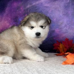 Sunflower - Sable and white female Alaskan Malamute puppy in Spokane, Washington from Asgard Wooly Malamutes