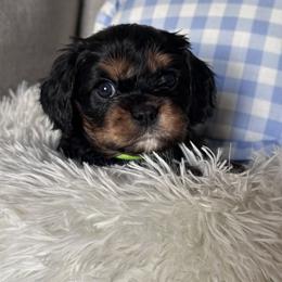 Rex - Tri-color Cavalier King Charles Spaniel puppy in Fontana, California from Magical Cavaliers