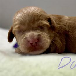 Darling - Red female Cockapoo puppy in Mocksville, North Carolina from Little Bear Doodles