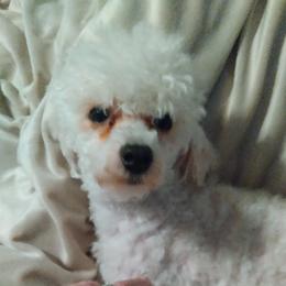 Laney - Poodle