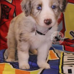 Chroma - Red merle female Australian Shepherd puppy in Colorado Springs, Colorado from Dawn 2 Dusk Ranch