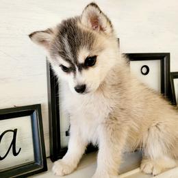 Toad - Silver and white male Pomsky puppy in Sand Coulee, Montana from Big Sky Pomskies