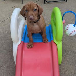 Vizsla Puppies from Krichen Vizslas