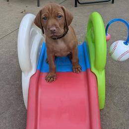 Vizsla Puppies from Krichen Vizslas