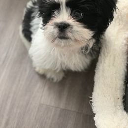 Shih Tzu Puppies from TACG