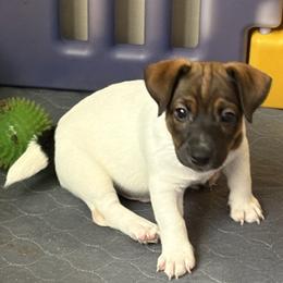 Male 1 - Brown and white male Jack Russell Terrier puppy in Williston, Florida from CP FARMS BORDER COLLIES N JACKS CORP