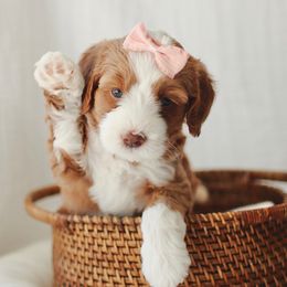 Purple girl - Red  female Goldendoodle puppy in Rio Linda, California from GoldendoodlePaw