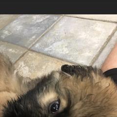 Bouvier des Flandres Puppies from Desert Diamonds Bouviers