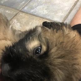 Bouvier des Flandres Puppies from Desert Diamonds Bouviers