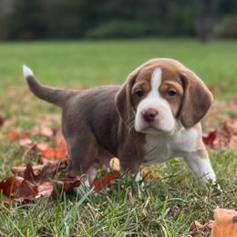 Frisco - Brown white and tan male Beagle puppy in Rogersville, Missouri from Hales Little Beagle Haven