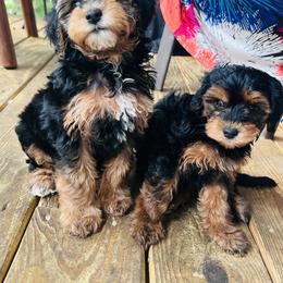 Poodle, Yorkipoo, and Yorkshire Terrier Puppies from Sonshine Yorkies