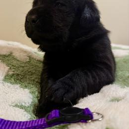 Purple Girl - Black female Labrador Retriever puppy in North Pole, Alaska from Mulberry Retrievers