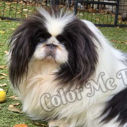 Pottzie - Pekingese