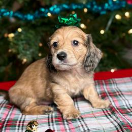 Dancer - Cream male Dachshund puppy in Kingman, Arizona from Diddle Bros Dachshunds