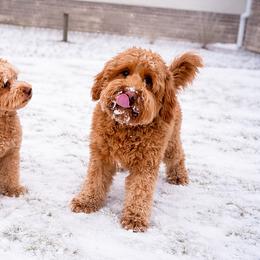 Goldendoodle puppies from Cornerstone Retrievers