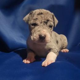 Otis - Mantle merle male Great Dane puppy in Walker, Louisiana from La Rebel Danes
