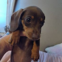 Mouse - Chocolate and tan female Dachshund puppy in Opelika, Alabama from Dachshund Darlins