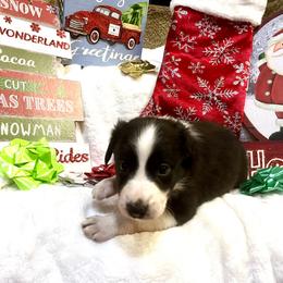 Border Collie and Jack Russell Terrier Puppies from CP FARMS BORDER COLLIES N JACKS CORP
