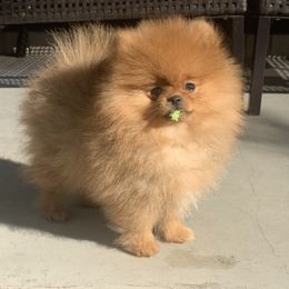 Pomeranian Puppies from Pursell Pomeranians