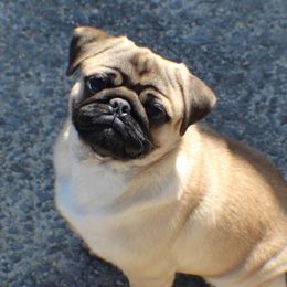 Ares - Pug