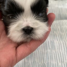 ROCO - Black and white Shih Tzu puppy in Palm Bay, Florida from Liza's Shih Tzus