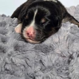 Helios - Black tri-color male Australian Shepherd puppy in Jameson, Missouri from Sky Creek