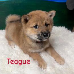 Teague - red collar - Red female Shiba Inu puppy in Inverness, Florida from Shore Thing Shiba’s