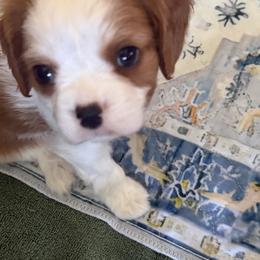 Cavalier King Charles Spaniel Puppies from Raised by Cathy
