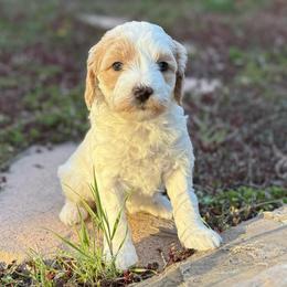 Lumi - Parti female Goldendoodle puppy in Monument, Colorado from Colorado Dreamin Doodles