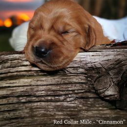 Golden Retriever Puppies from Studley Hill Goldens, LLC.
