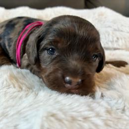 Glitter - Brown roan and tan female Cockapoo puppy in Adrian, Oregon from ApplebyFarm
