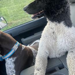 Laurel - Poodle