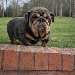 Dreamy - Bulldog