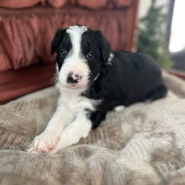 Yosemite - White and black male Bordoodle puppy in Valley Center, California from Circle R Valley Bordoodls